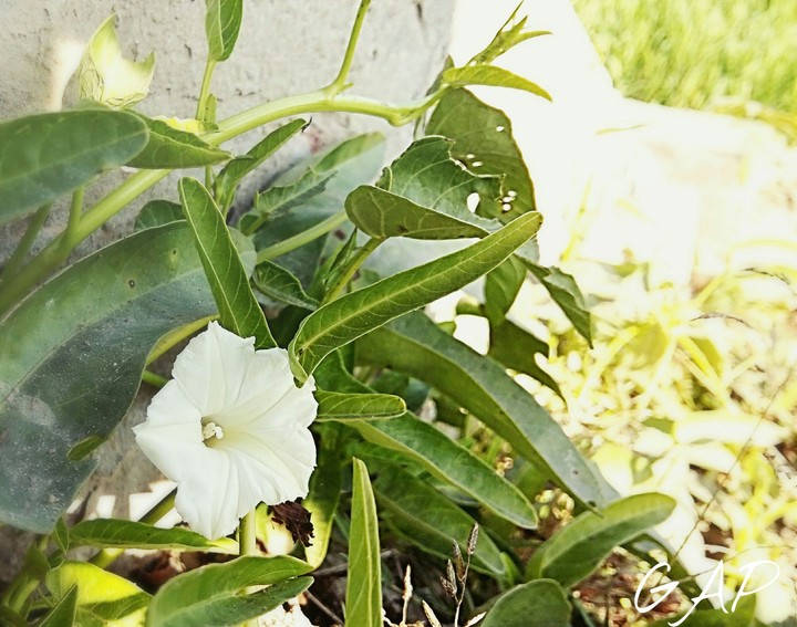 flower