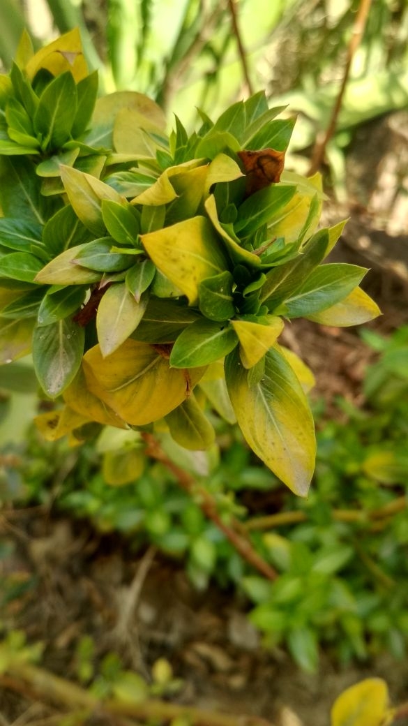 nature