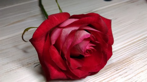 rose