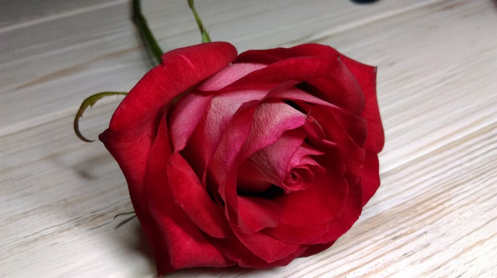 rose