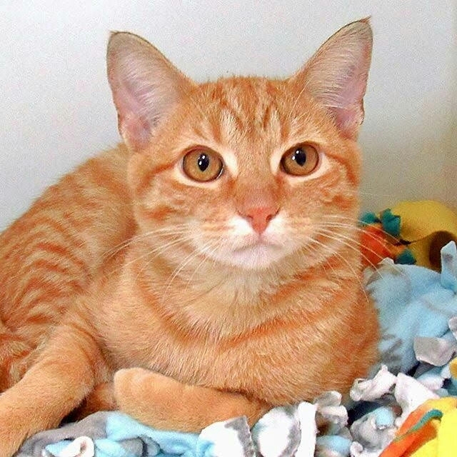 кот