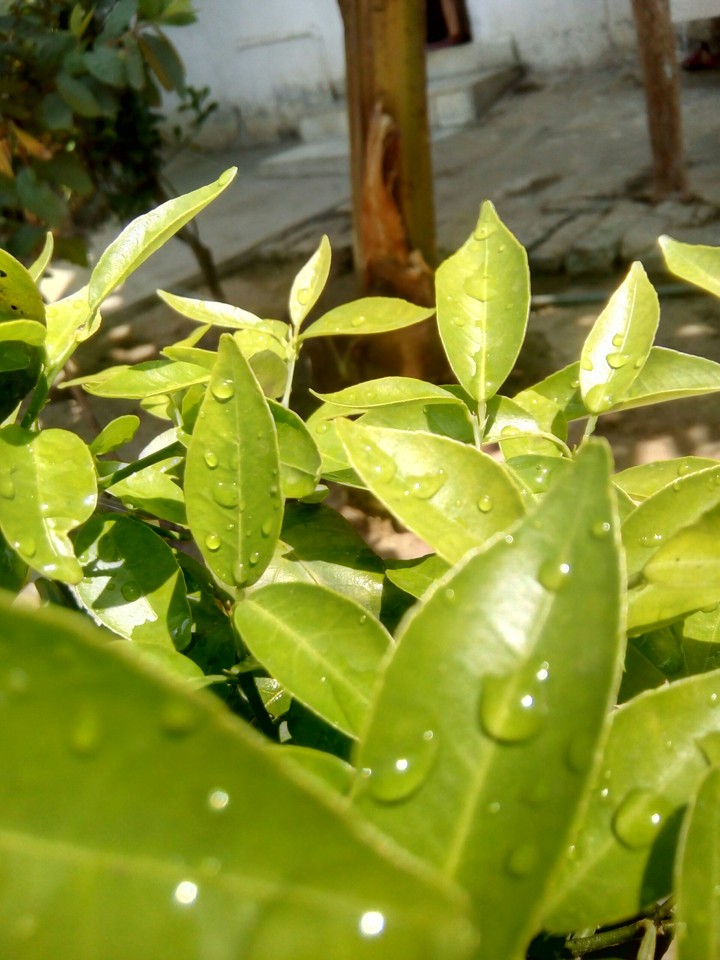 Lemon Leaves