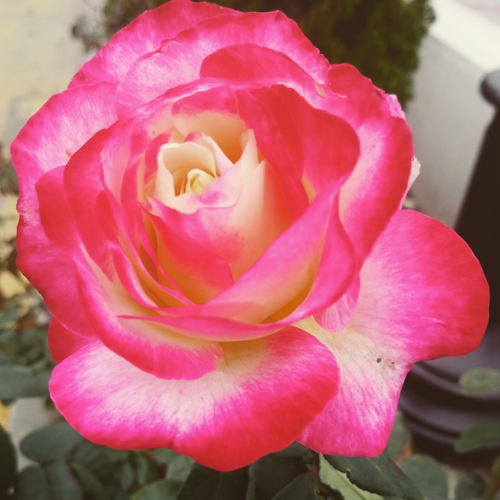 rose