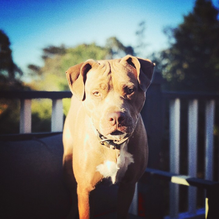 Pitbull dog