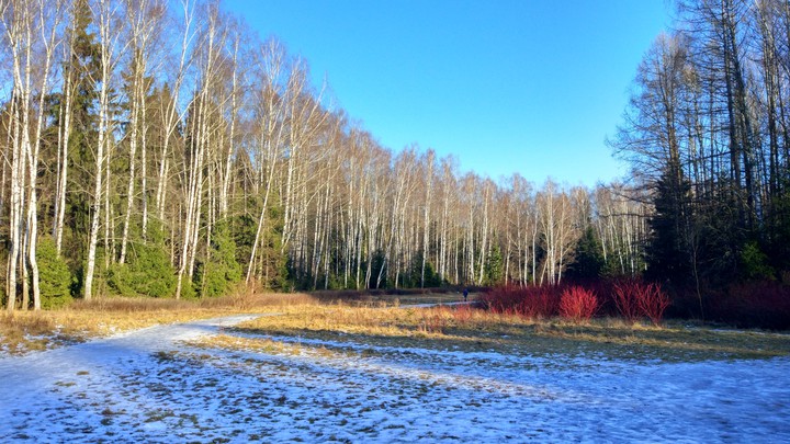 Forest in winter
