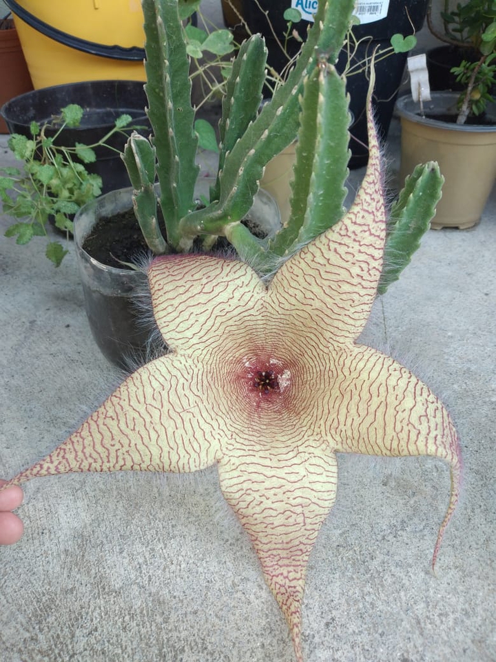stapelia gigantea estrella