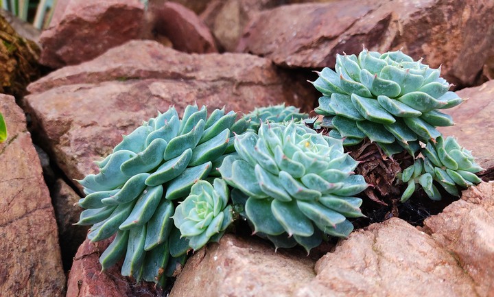 succulents