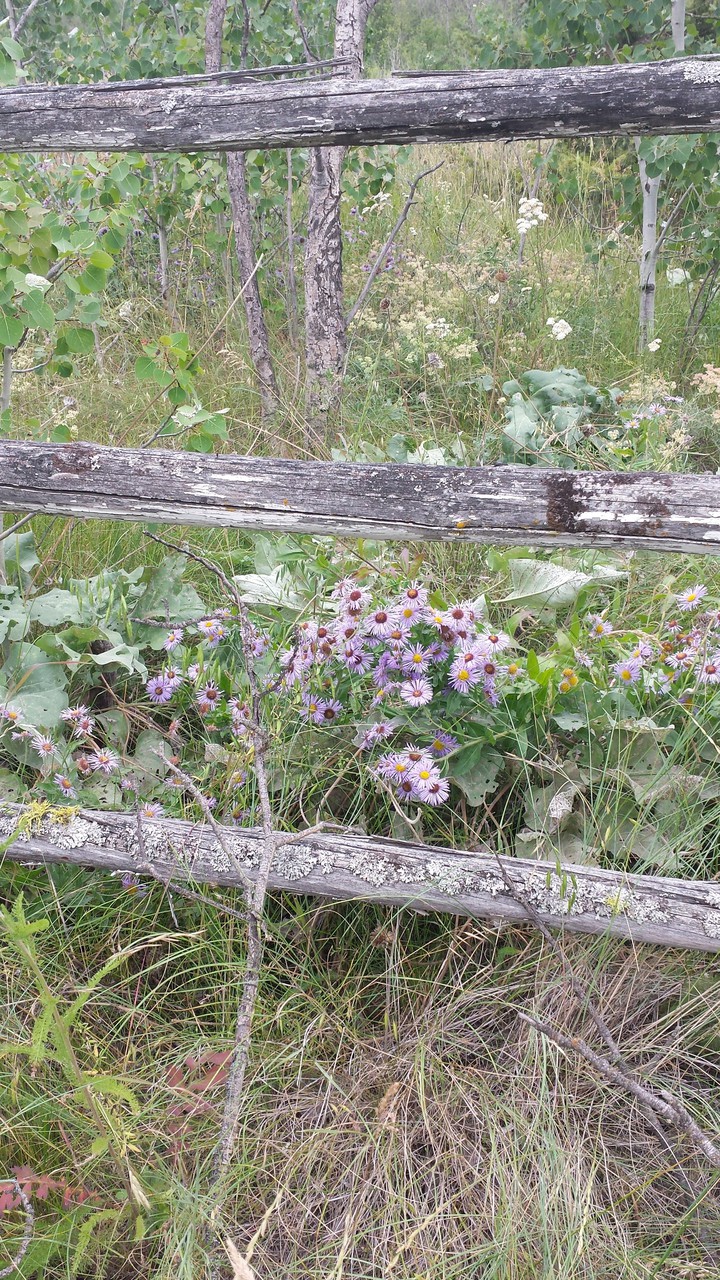 Rustic Fence