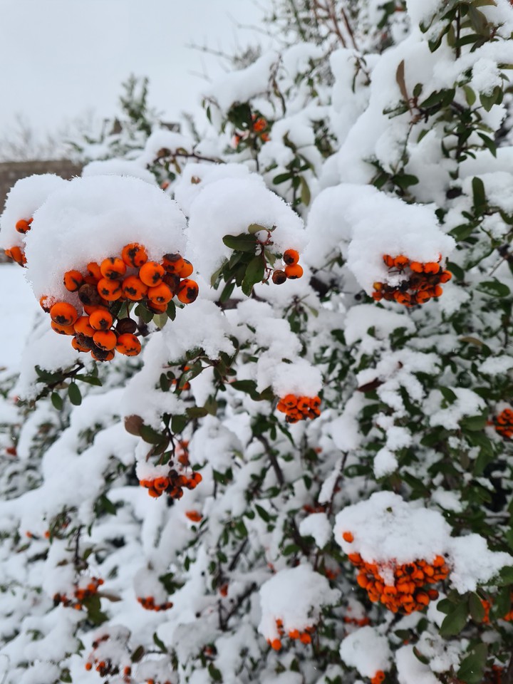 Winter
