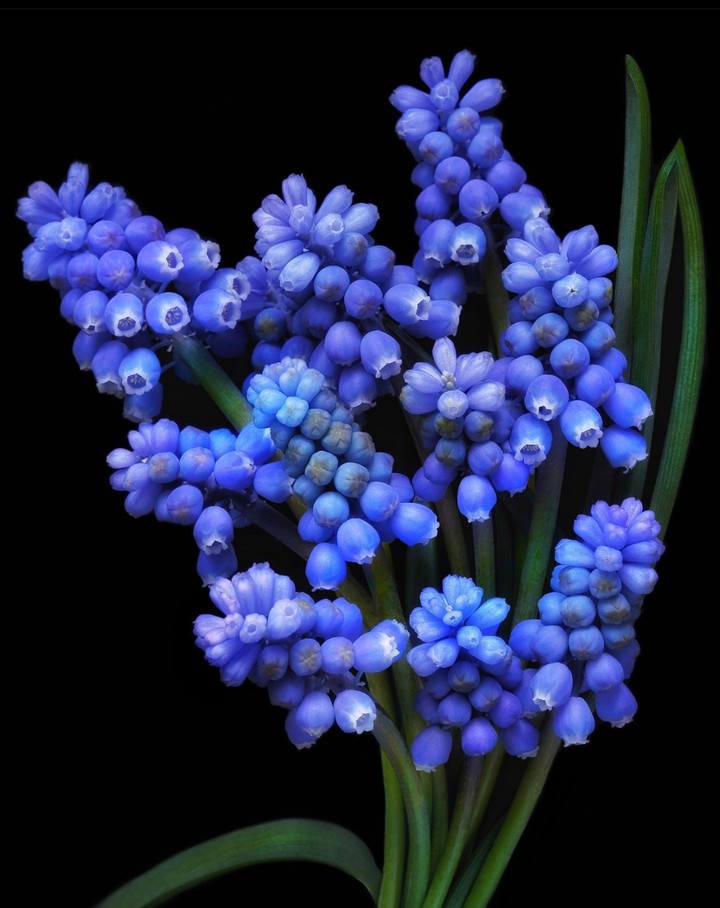 Muscari