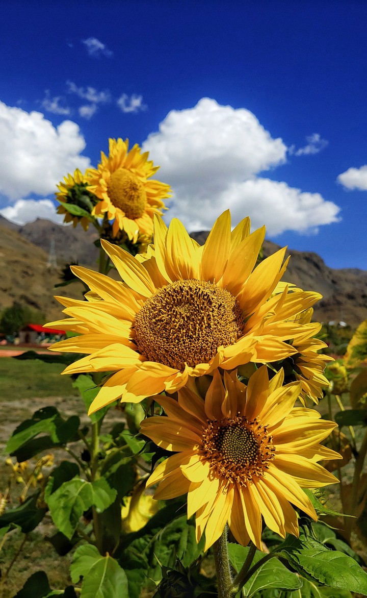 sunflowers shining bright in Kargil, India