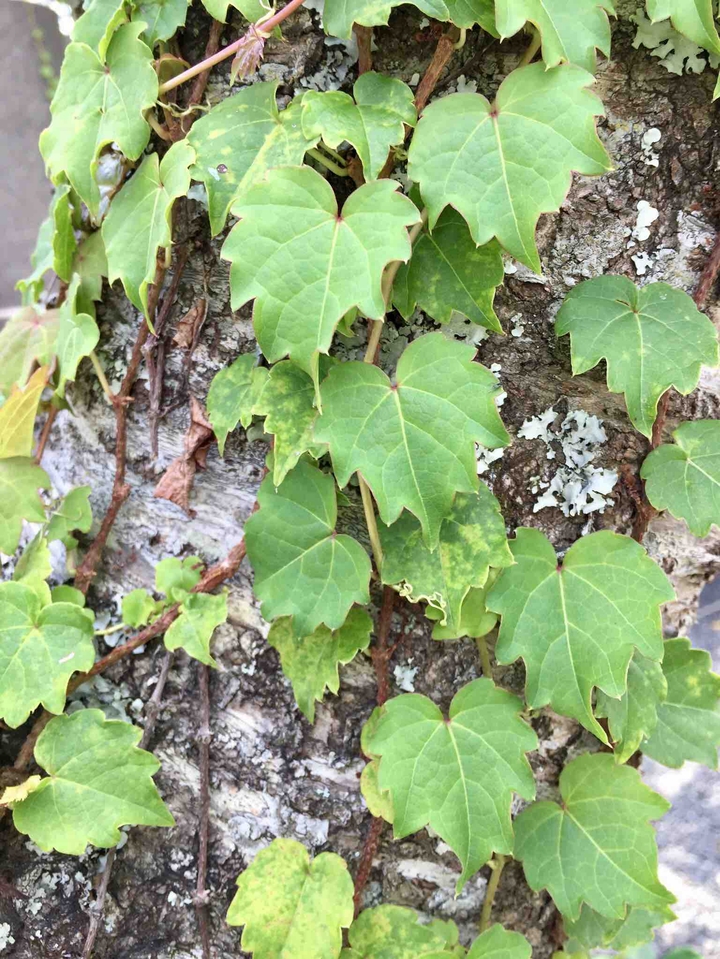 Korea tree