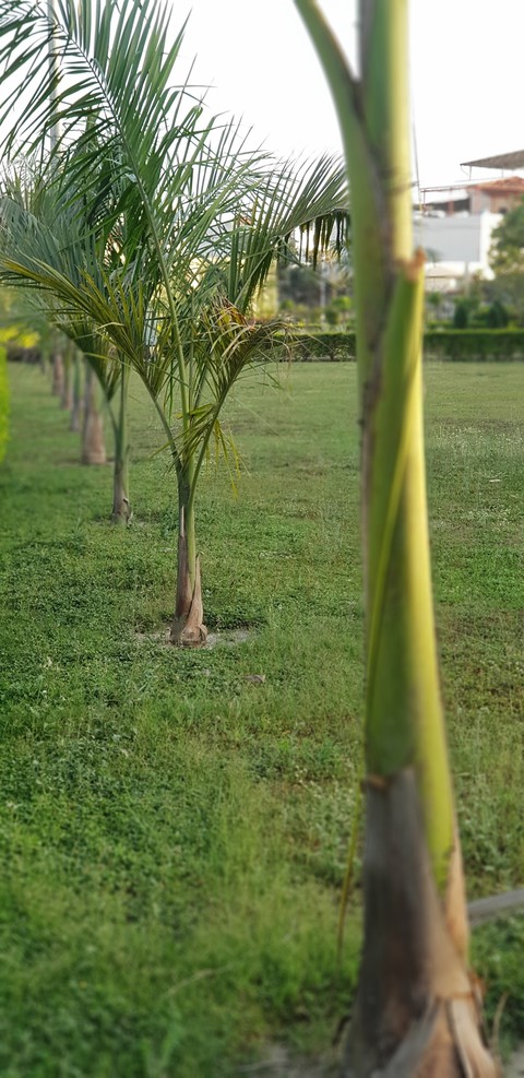 Garden at Dehradun