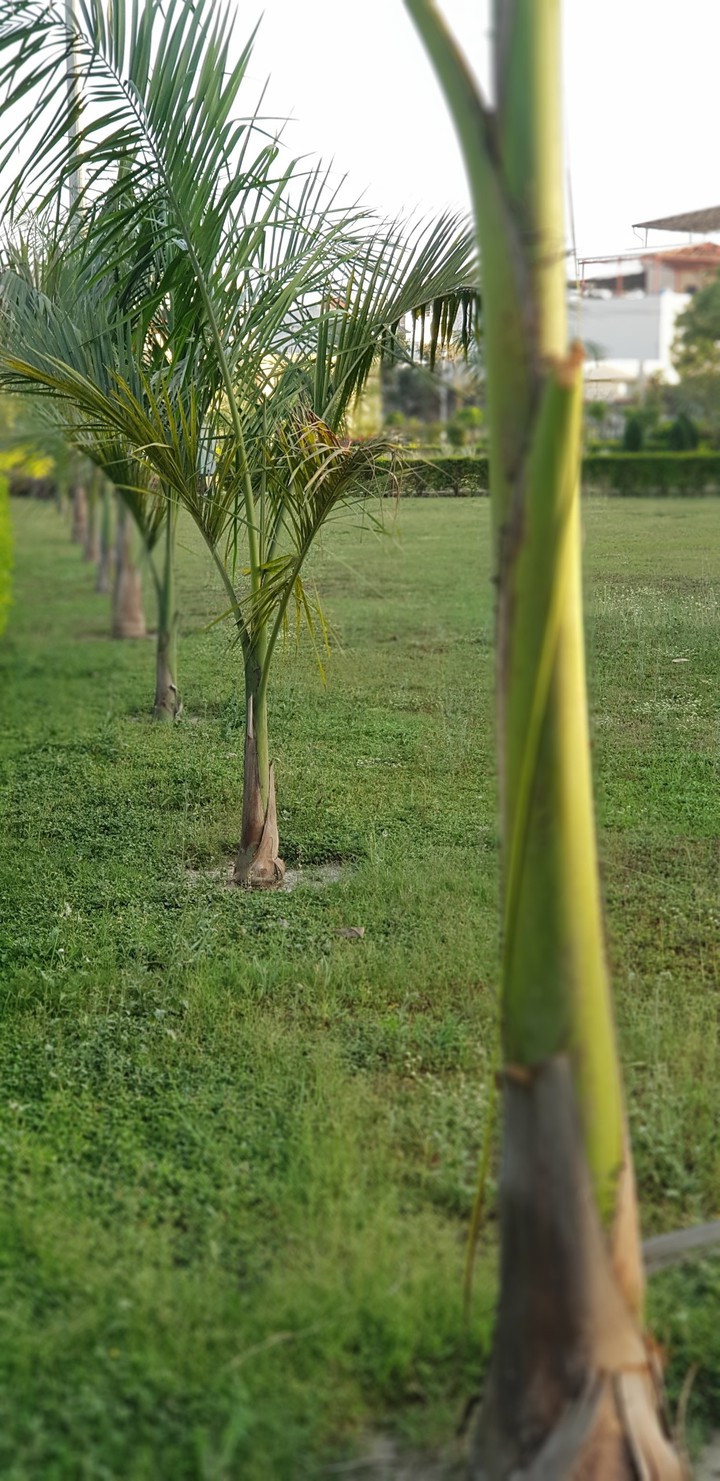 Garden at Dehradun