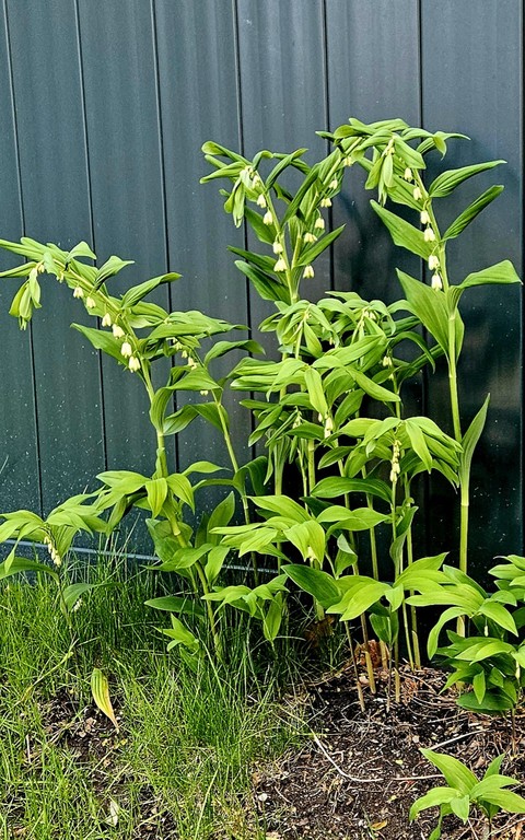 fonds d'écran Garden, urticaceae