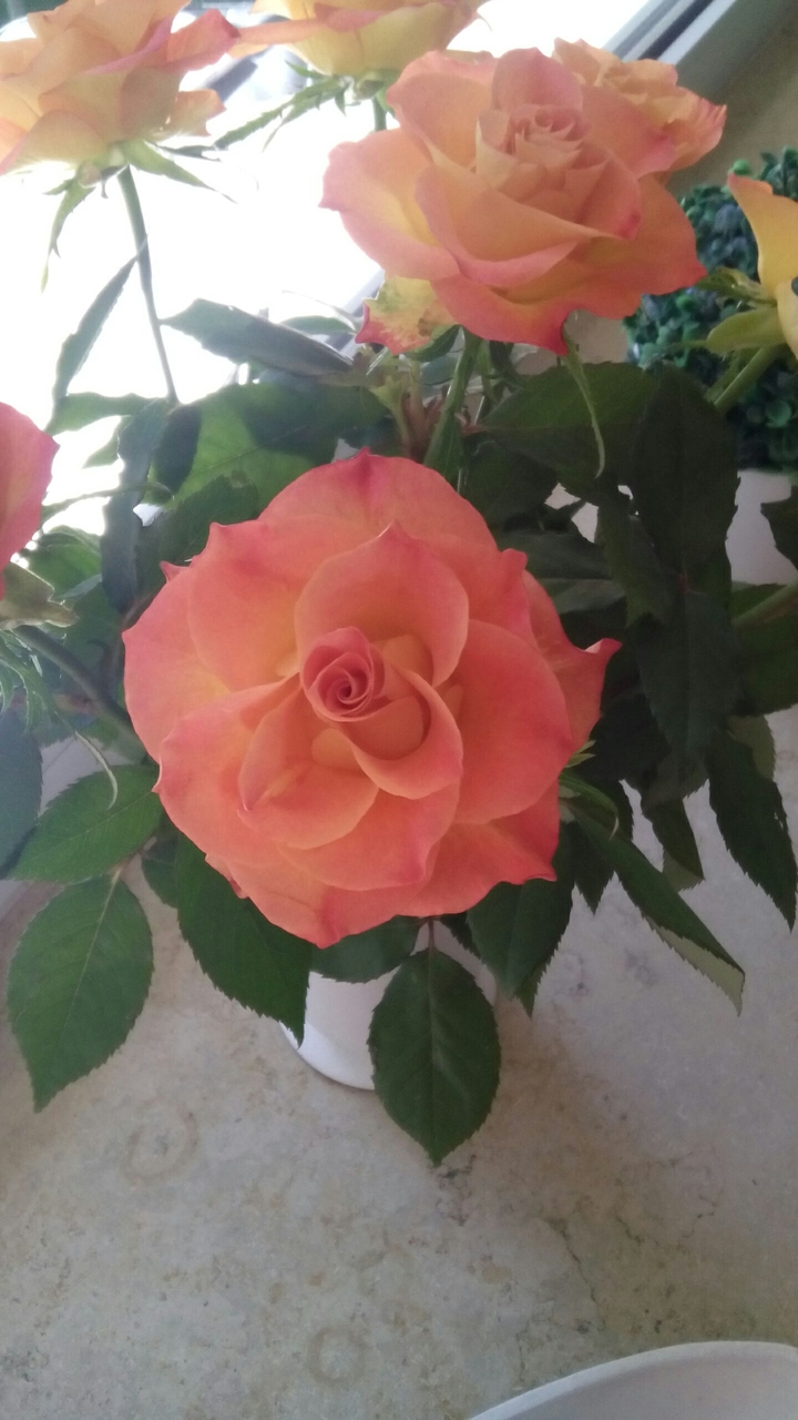 Rosen