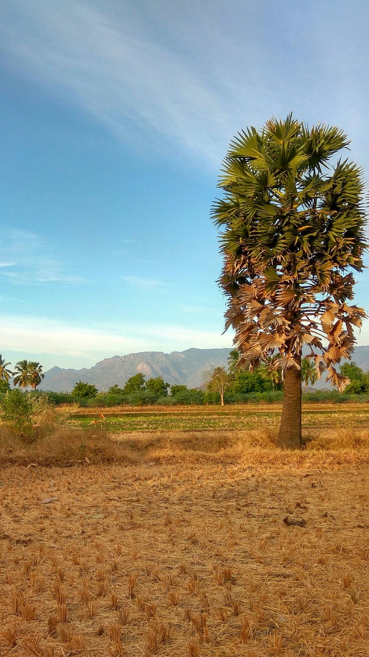 Tirunelveli