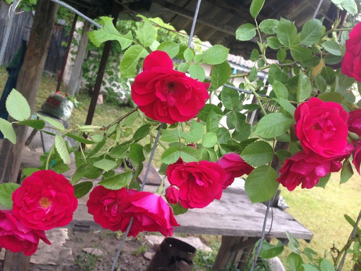 roses
