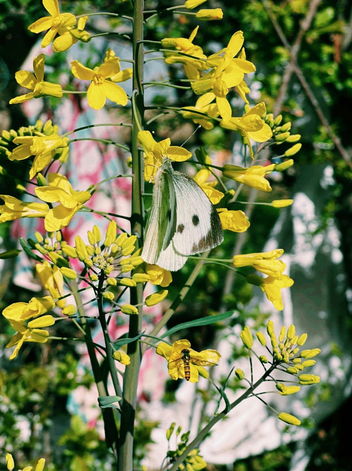 spring