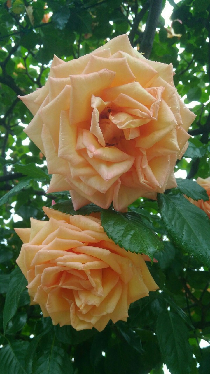 Roseto d Monza