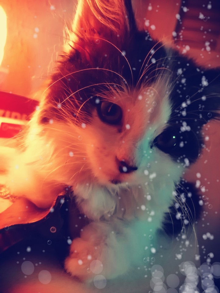 chaton