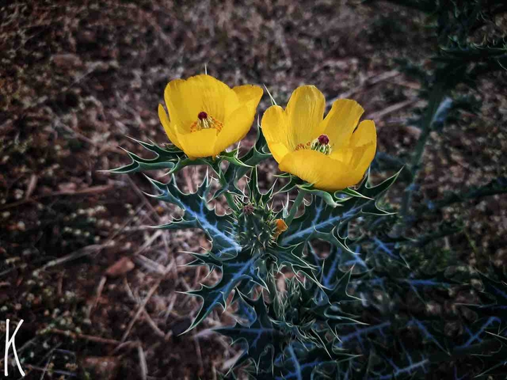flower
