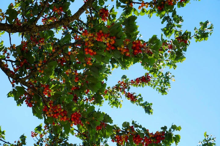 Cherry Tree