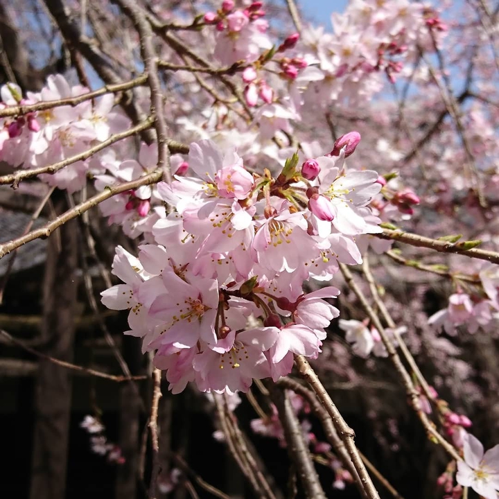 枝垂れ桜 2020.3.21