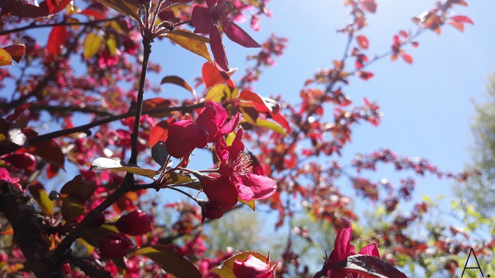 Blossom