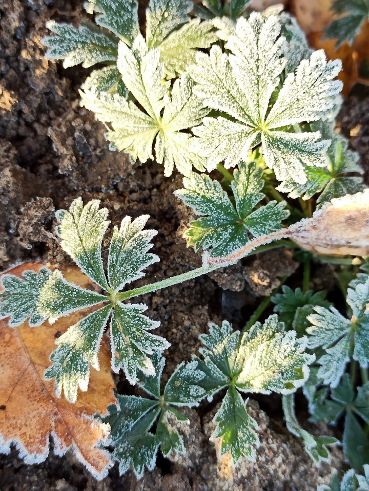 морозное утро