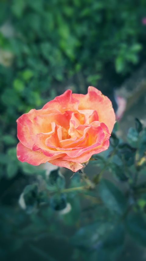 rose petals