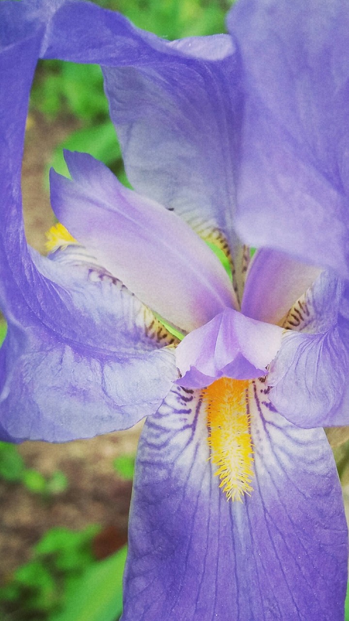 Iris