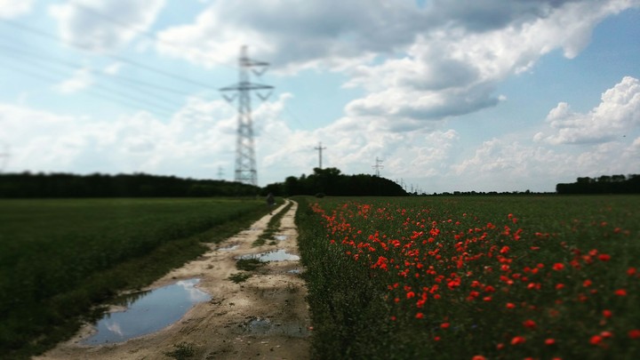 Red Flowers