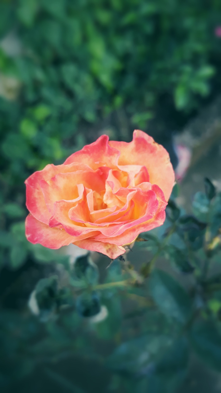 rose petals