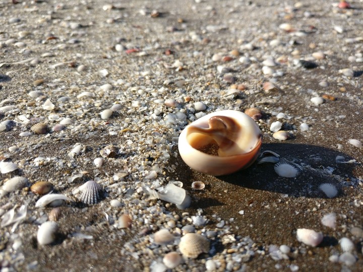 Shell