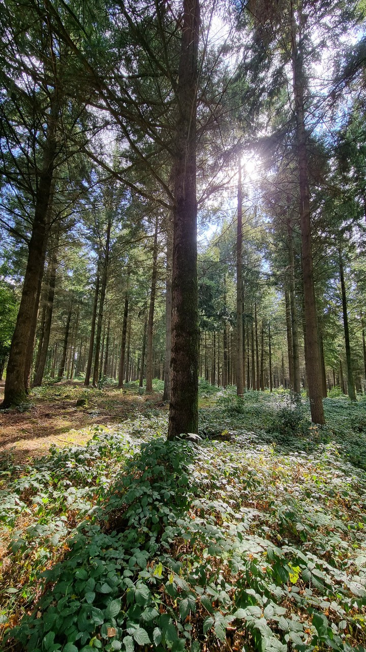Forêt France