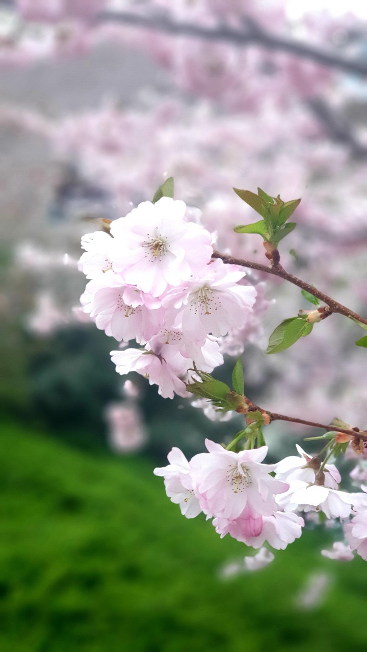 Cherry_blossom