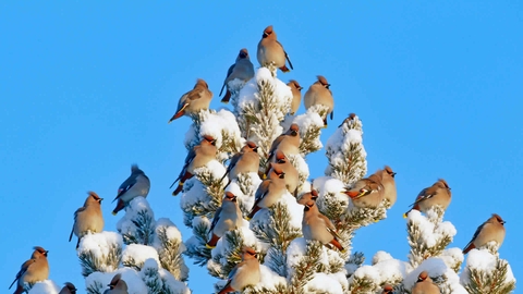Bohemian waxwings