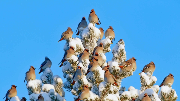 Bohemian waxwings