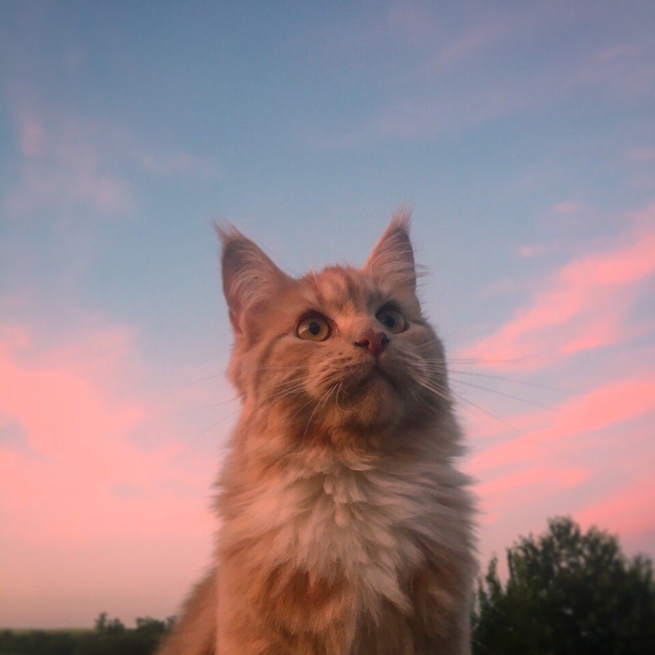 cat ??