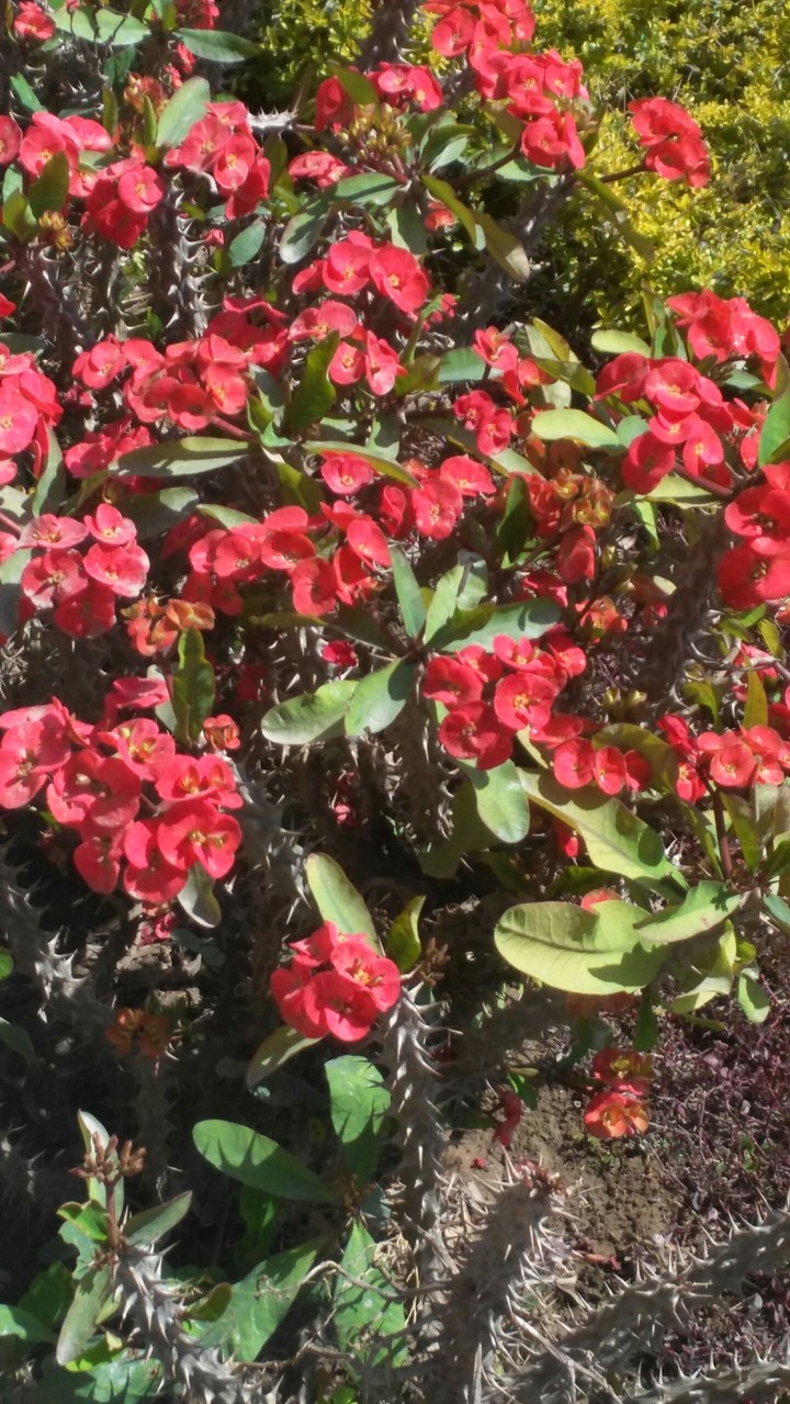 flowers