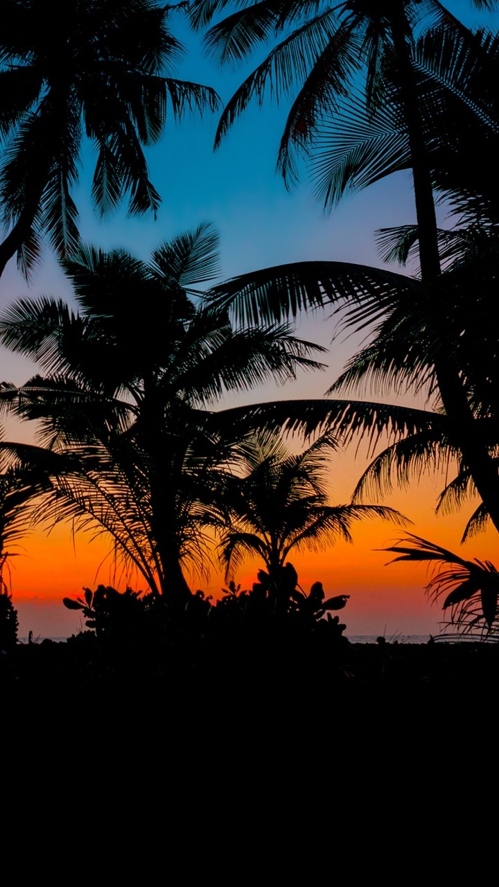 Palm trees