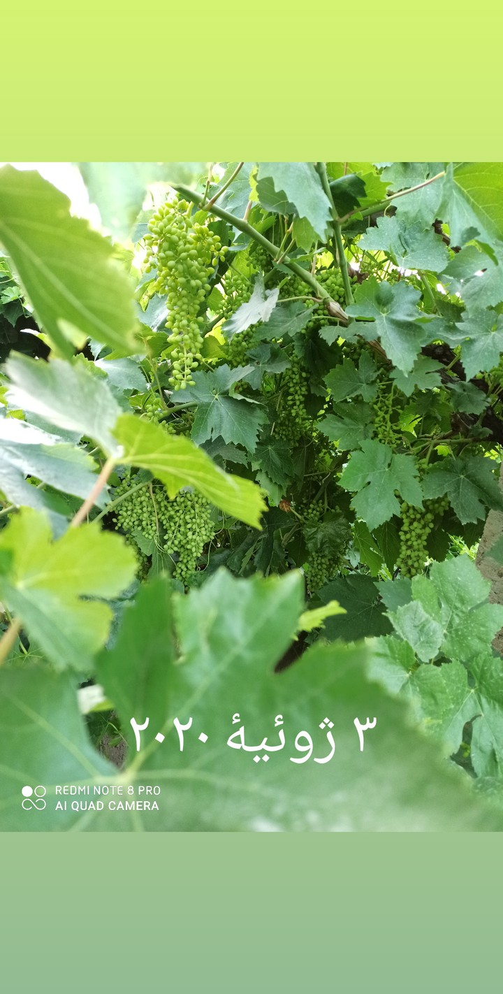 انگور