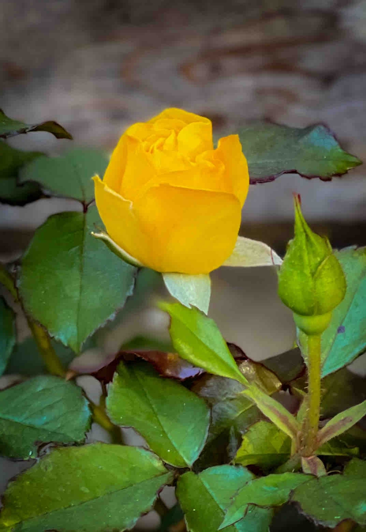Yellow Rose