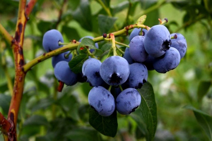 #Blueberries