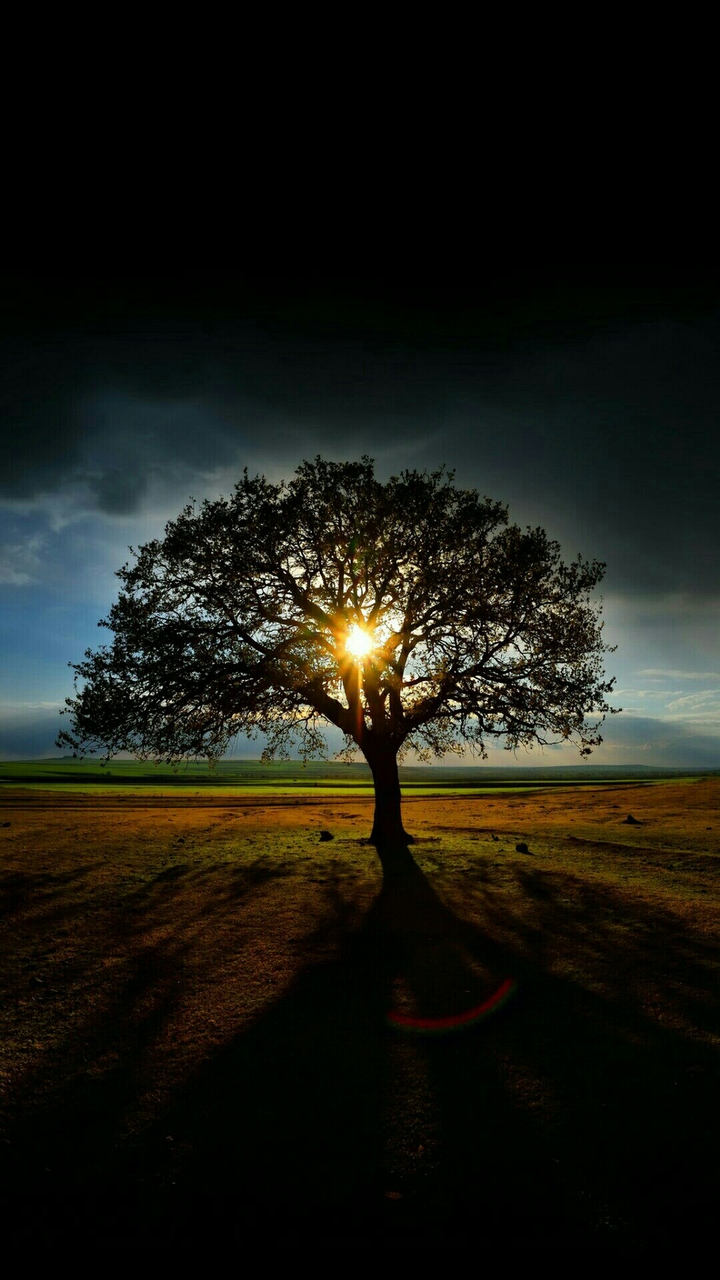 nature tree