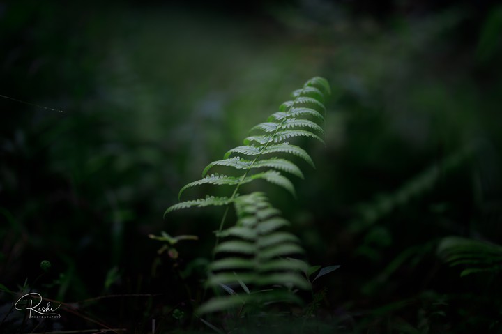 leaf 3