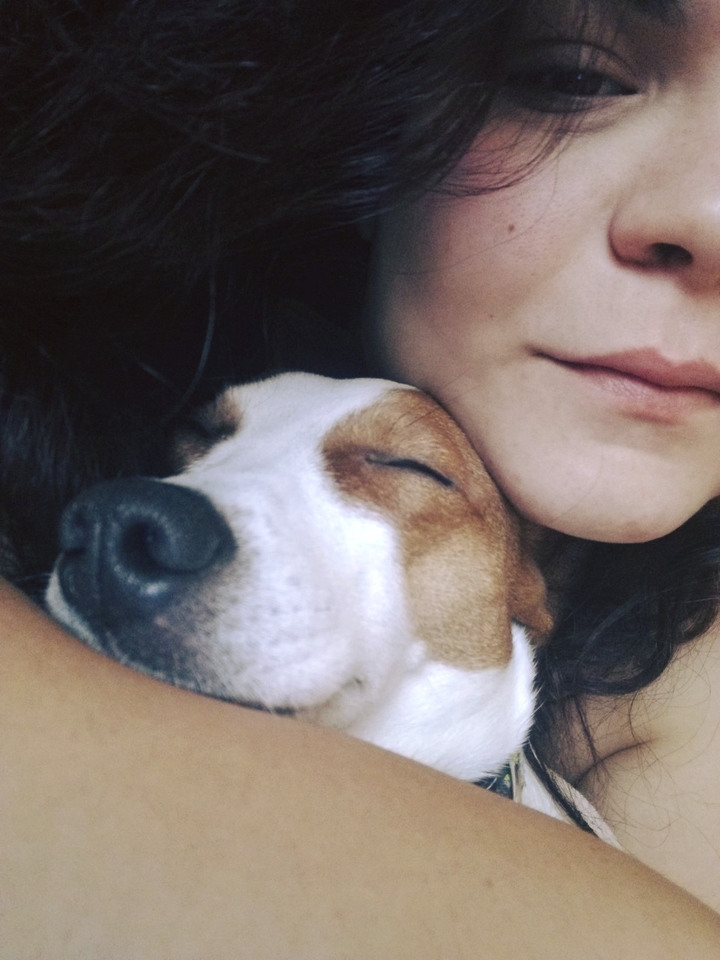 jack Russell che dorme