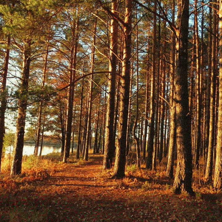 forest