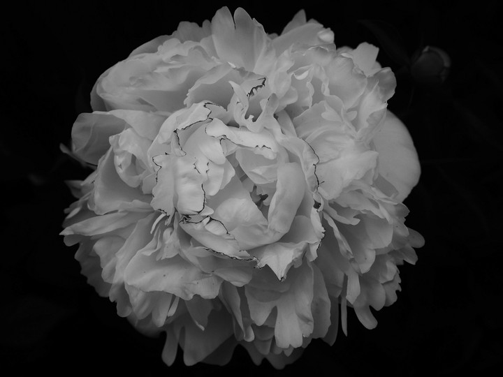 Bloom (Monochrome ver.)